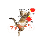 キジトラ猫ソウ＆モウのあいさつスタンプ（個別スタンプ：20）
