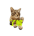 キジトラ猫ソウ＆モウのあいさつスタンプ（個別スタンプ：23）