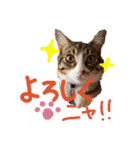 キジトラ猫ソウ＆モウのあいさつスタンプ（個別スタンプ：26）