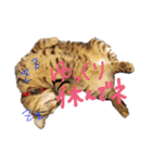 キジトラ猫ソウ＆モウのあいさつスタンプ（個別スタンプ：27）
