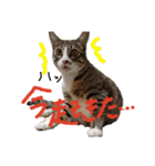 キジトラ猫ソウ＆モウのあいさつスタンプ（個別スタンプ：30）