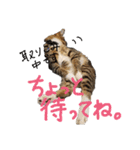 キジトラ猫ソウ＆モウのあいさつスタンプ（個別スタンプ：31）
