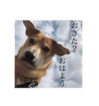 きなこさん☺︎（個別スタンプ：2）