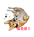 きなこさん☺︎（個別スタンプ：4）