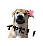 きなこさん☺︎（個別スタンプ：6）
