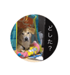 きなこさん☺︎（個別スタンプ：9）