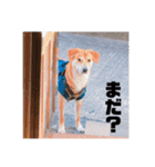 きなこさん☺︎（個別スタンプ：11）