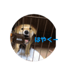 きなこさん☺︎（個別スタンプ：14）