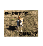 きなこさん☺︎（個別スタンプ：15）