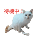 りくたんの日常スタンプ（個別スタンプ：3）