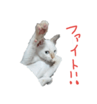 りくたんの日常スタンプ（個別スタンプ：5）