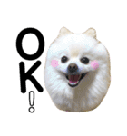 白ポメ小雪ちゃんスタンプ（個別スタンプ：1）