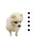 白ポメ小雪ちゃんスタンプ（個別スタンプ：4）