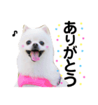 白ポメ小雪ちゃんスタンプ（個別スタンプ：5）