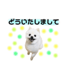 白ポメ小雪ちゃんスタンプ（個別スタンプ：6）