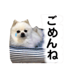 白ポメ小雪ちゃんスタンプ（個別スタンプ：7）