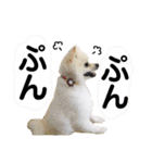白ポメ小雪ちゃんスタンプ（個別スタンプ：9）