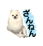 白ポメ小雪ちゃんスタンプ（個別スタンプ：10）