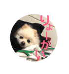 白ポメ小雪ちゃんスタンプ（個別スタンプ：11）
