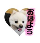 白ポメ小雪ちゃんスタンプ（個別スタンプ：12）