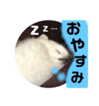 白ポメ小雪ちゃんスタンプ（個別スタンプ：13）