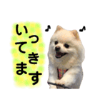 白ポメ小雪ちゃんスタンプ（個別スタンプ：17）