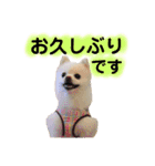 白ポメ小雪ちゃんスタンプ（個別スタンプ：18）
