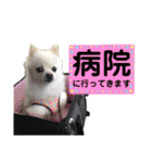 白ポメ小雪ちゃんスタンプ（個別スタンプ：20）