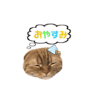 にゃん太①（個別スタンプ：1）