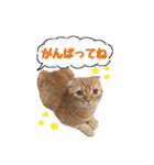 にゃん太①（個別スタンプ：5）