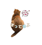 にゃん太①（個別スタンプ：6）