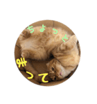 にゃん太①（個別スタンプ：7）