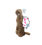 にゃん太①（個別スタンプ：9）