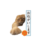 にゃん太①（個別スタンプ：15）