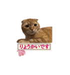 にゃん太①（個別スタンプ：16）
