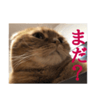 にゃん太①（個別スタンプ：23）