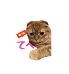 にゃん太①（個別スタンプ：25）
