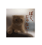 にゃん太①（個別スタンプ：26）