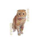 にゃん太①（個別スタンプ：34）