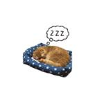 にゃん太①（個別スタンプ：38）