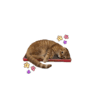 にゃん太①（個別スタンプ：39）