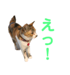 我が家のチビねこしすたーず（個別スタンプ：3）