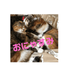 我が家のチビねこしすたーず（個別スタンプ：4）