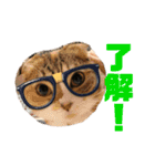 我が家のチビねこしすたーず（個別スタンプ：5）