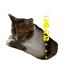 我が家のチビねこしすたーず（個別スタンプ：6）