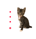 我が家のチビねこしすたーず（個別スタンプ：7）