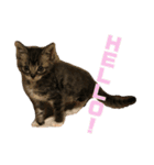 我が家のチビねこしすたーず（個別スタンプ：8）