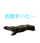 我が家のチビねこしすたーず（個別スタンプ：9）