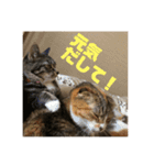 我が家のチビねこしすたーず（個別スタンプ：10）