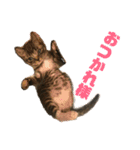 我が家のチビねこしすたーず（個別スタンプ：11）